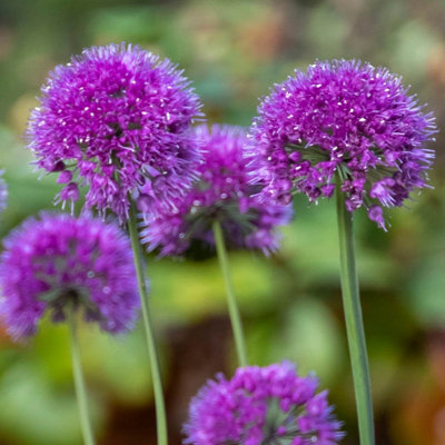Yougarden You Garden1 X Allium Lavender Bubbles In A 9Cm Pot from B&Q