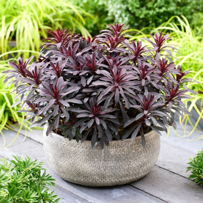 You Garden3 X Euphorbia 'miner's Merlot' 9Cm Pots from B&Q