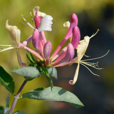 You Garden Japanese Honeysuckle Lonicera Belgica 90Cm Cane 2L Pot from B&Q