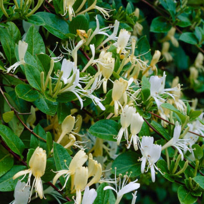You Garden Honeysuckle Halliana 2L 90Cm Cane from B&Q