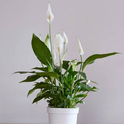 You Garden Spathiphyllum Cupido In A 9Cm Pot from B&Q