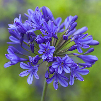 B&Q -  Agapanthus 'blue' African Lily In A 9Cm Pot (Pack Of 2)