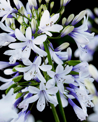 You Garden Agapanthusin 9Cm Pots Garden Ready Agapanthus Plants Ready To Plant Out Supplied As 2 X Established Plant Ready White/Blue