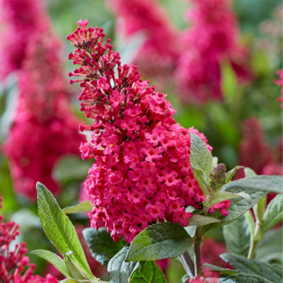 You Garden Buddleia Butterfly Bush 'candy Little Ruby' Florets In 9Cm PotsButterfly And Bee Magnet from B&Q
