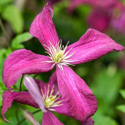 You GardenClematis 'madame Julia Correvon' 9Cm X3 from B&Q