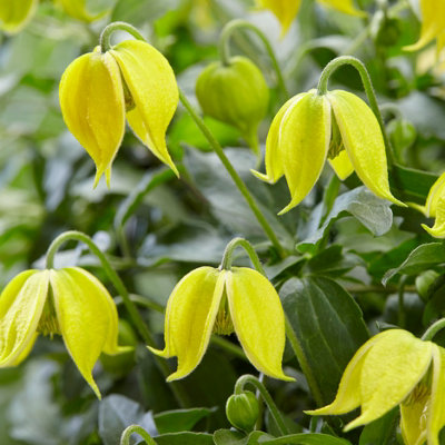 You Garden2 X Clematis Tangutica 'little Lemons' In A 7Cm Pot from B&Q