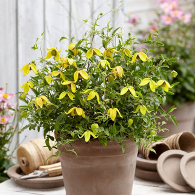 You Garden YougardenClematis 'little Lemons' 7Cm X3 from B&Q