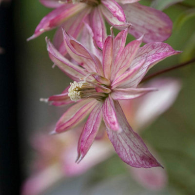 You GardenClematis Montana 'majorie' 9Cm X3 from B&Q
