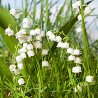 You GardenLily Of The ValleyConvallaria Majalis 9Cm X2 from B&Q