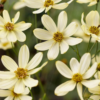 B&Q - You Garden2 X Coreopsis Verticillata 'moonbeam' In A 9Cm PotDrought Resistant Plants For Uk GardensPerennial Plant For Po