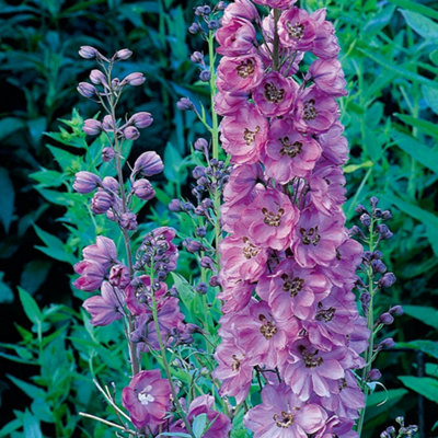 You Garden1 X Delphinium 'astolat' In A 9Cm Pot from B&Q