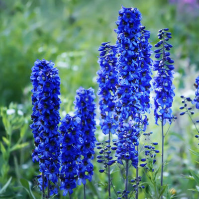 You Garden1 X Delphinium 'blue Bird' In A 9Cm Pot from B&Q