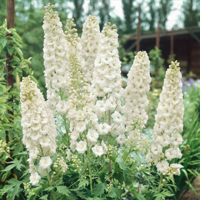 You Garden1 X Delphinium 'galahad' In A 9Cm Pot from B&Q