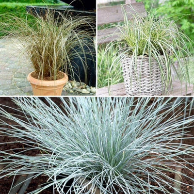 Yougarden You GardenMix Of 12 Colourful Ornamental Grasses Supplied In 9Cm PotsGarden Ready Ornamental Grass Supplied As Established P from B&Q