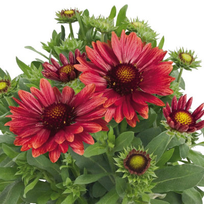 You Garden1 X Gaillardia X Grandiflora 'arizona Red Shades' In A 9Cm Pot from B&Q