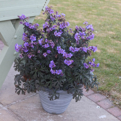 You Garden2 X Geranium (Hardy) Storm Cloud 9Cm from B&Q