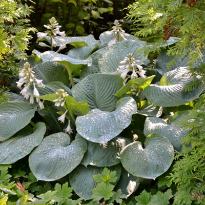 Yougarden Hosta 'blue Angel'Established Plant In 9Cm PotReady To Plant And GrowSummer Flowering Plantain Lily from B&Q