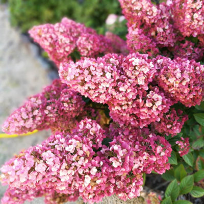 You Garden3 X Hydrangea Paniculata Sundae Fraise In A 9Cm Pot from B&Q