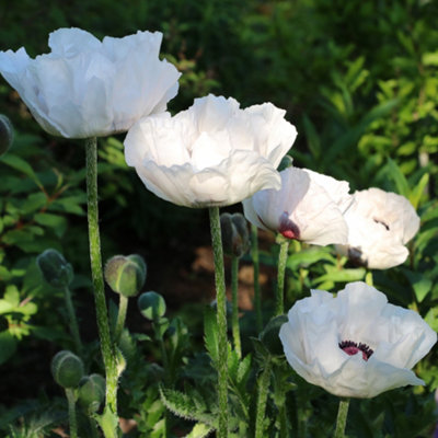 Yougarden You Garden 1 X Papaver Orientale In A 9Cm Pot Oriental Poppy 'checkers' 1 X 9Cm Pot from B&Q