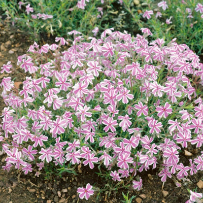 B&Q -  Yougarden Phlox 'candy Stripe'Established Plant In 9Cm PotVibrant Bicolor FlowersGarden ColourGreat For Pots