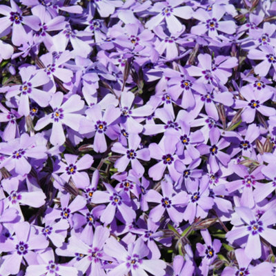 B&Q -  Yougarden Phlox 'emerald Blue'9Cm Potted PlantSpreading Ground CoverLong-Lasting Lilac-Blue FlowersReady To Plant
