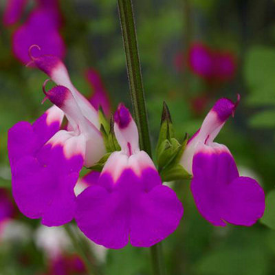 You Garden1 X Salvia 'amethyst Lips' In A 9Cm PotDrought Tolerant Herbaceous Perennial Plant For Gardens from B&Q