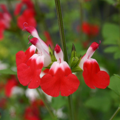 You Garden Yougarden 1 X Salvia 'hot Lips' In A 9Cm PotDrought Tolerant Herbaceous Perennial Plant For GardensPerfect In Pots On Patios from B&Q