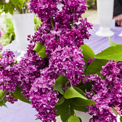 You Garden Yougarden Lilac Charles JolyEstablished Plant In 9Cm PotReady To Plant from B&Q
