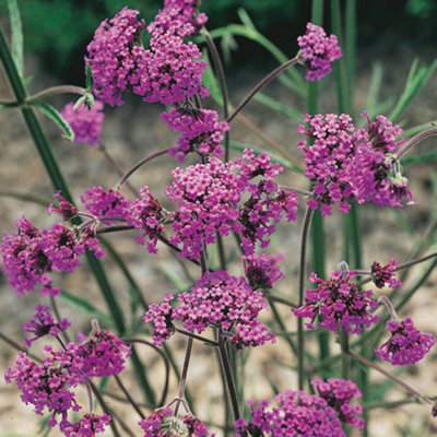 You Garden Verbena Bonariensis In 9Cm Pots Potted Perennial Plants (Pack Of 6) from B&Q