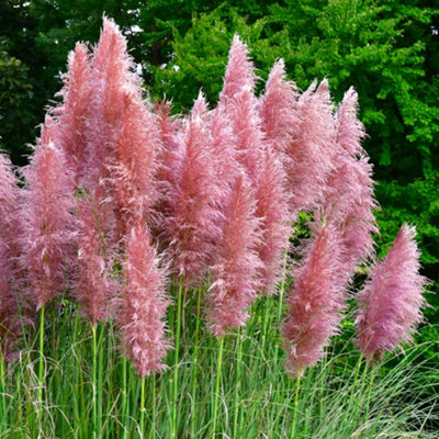 You GardenPampas Grass Pink Cortederia Selloana Rosea In A 9Cm PotGarden Ready Pampas Grass Supplied As 1 X Established P from B&Q