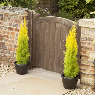 You Garden Golden/Yellow Cupressus Conifer Macrocarpa Goldcrest Tree In A Pot 28-30Cm Tall 10.5Cm