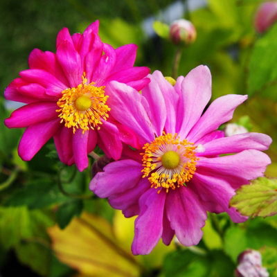 You GardenAnemone Japanese 'prince Heinrich' 9Cm X3 from B&Q