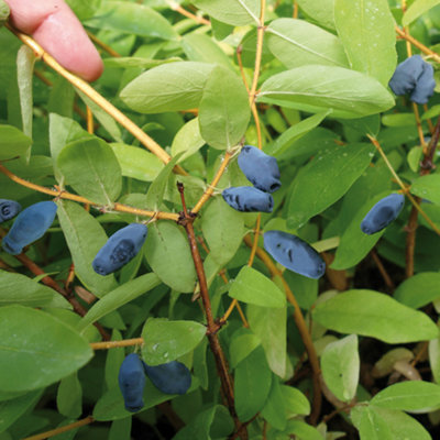 You Garden Yougarden Honeyberry PlantLonicera Kamschatica 'balalaika'Set Of Two Established Plants In 9Cm PotsReady To PlantFruit Tre from B&Q