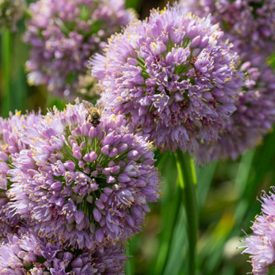 B&Q -  Allium 'bubble Bath' 9Cm Pots X 3