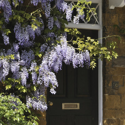 Yougarden Wisteria 'amethyst Falls'2 X 15Cm PotsLilac Wisteria Plant Outdoor Garden Ready Perfect For Patios And Porches from B&Q