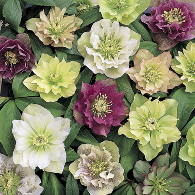 You Garden Yougarden Hellebore 'double Ellen'Set Of 10 Mixed Jumbo Plug PlantsWinter And Spring FloweringReady To Pot Or Plant Out from B&Q