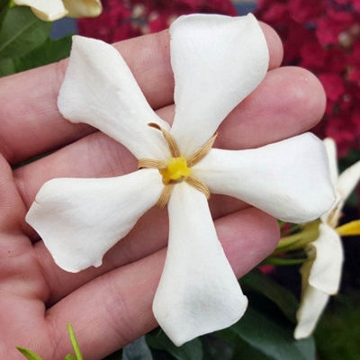 You Garden3 X Gardenia Jasminoides 'pin Wheel' In 9Cm Pots Ready To Plant Out Now