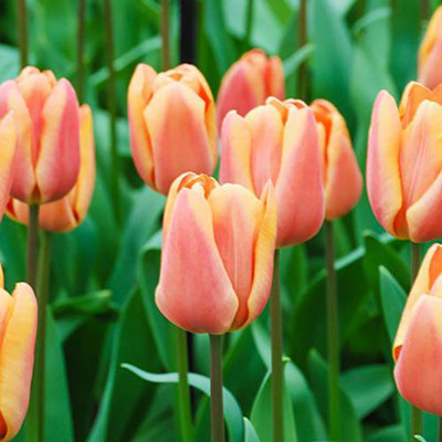You Garden Peach Yougarden Tulip Bulbs 'Apricot Fox' Bulb /11, Set Of 12, /Apricot Tulips Ready To Plant In Autumn, Spring Bulbs Size 10
