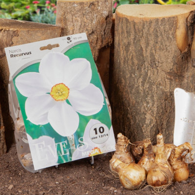 Shop Plants, seeds & bulbs at B&Q