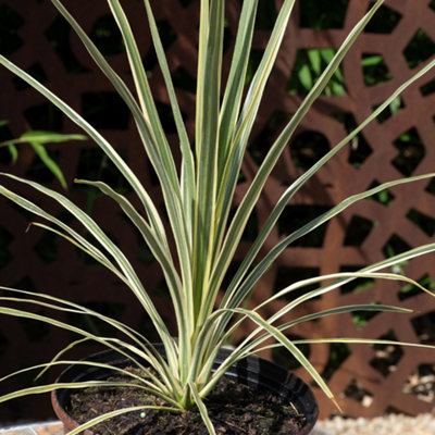 B&Q - YougardenCordyline 'lime Passion' In 17Cm Pot