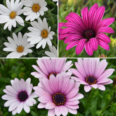 Yougarden Hardy Cape Daisy CollectionOsteospermum Six Jumbo PlugsSennen SurpriseSnow PixieTresco Purple from B&Q
