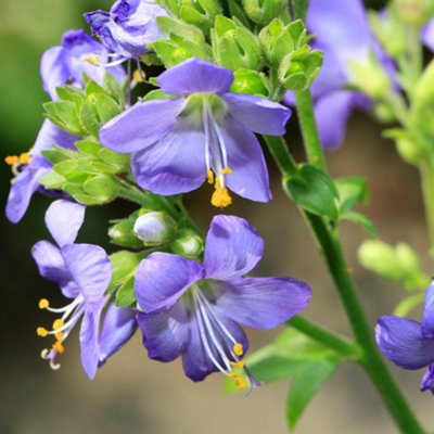 Yougarden You GardenJacob's Ladder Bressingham Purple Three Established Polemonium Plants In 9Cm Pots from B&Q