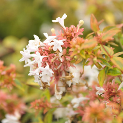 You Garden Abelia Kaleidoscope Established Plant In 2L Pot from B&Q