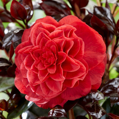 You Garden Camellia Japonica Femme Fatale Established Plant In 15Cm Pot from B&Q