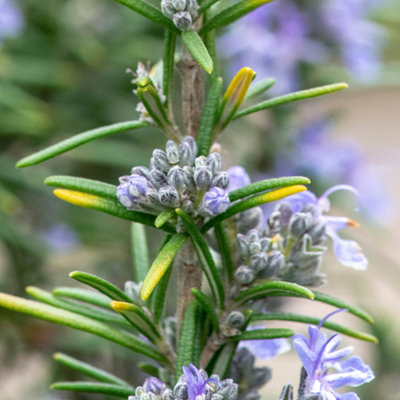 Yougarden You GardenRosemary Miss Jessopps Upright Set Of Three Established Plants In 9Cm Pots from B&Q