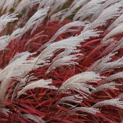 You Garden Yougarden Miscanthus Lady In RedSet Of Three Established Plants In 9Cm PotsReady To Plant from B&Q