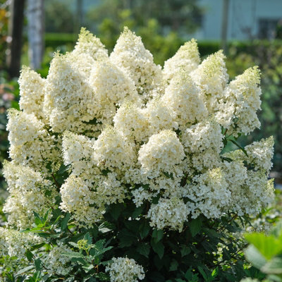 You Garden Green/White Yougarden Hydrangea Magical Matterhorn Potted 3L