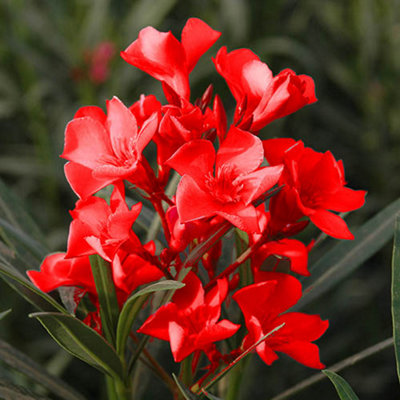 YougardenOleander Established Plant In 15Cm Pot With Red Flowers from B&Q