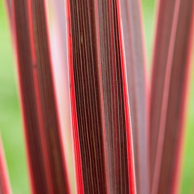 B&Q -  Cordyline Pair Of Established Plants In 17Cm Pots