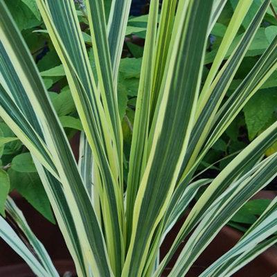 B&Q -  Cordyline Lime Passion Pair Of Established Plants In 17Cm Pots